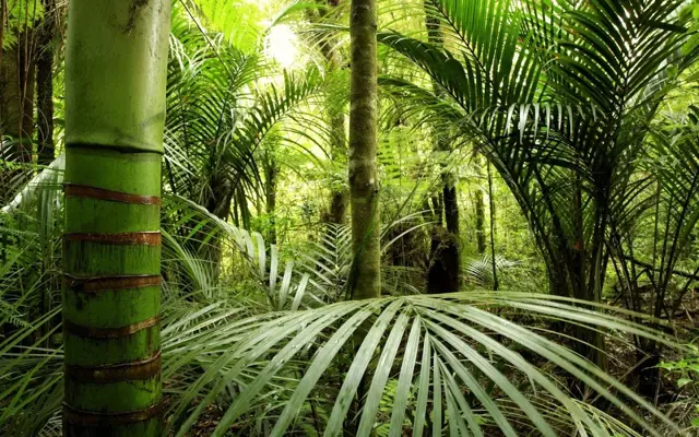 Jungle Live Wallpaper android App screenshot 1